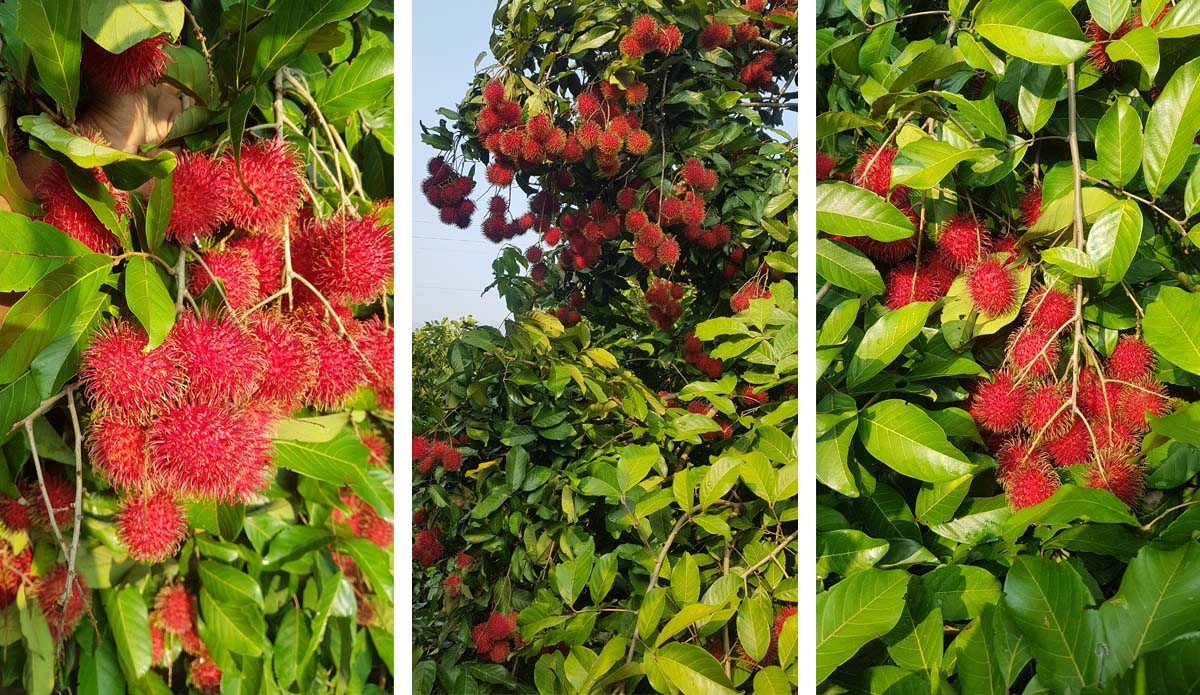 Sri Lankan Rambutan